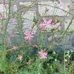 Oenothera lindheimeriFloare