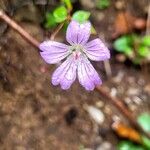 Geranium nodosumফুল