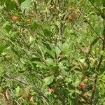 Lonicera conjugialis Habitat