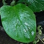 Calla palustris Feuille