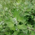 Chenopodium opulifolium Leaf