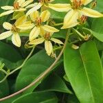 Mimosa diplotricha Λουλούδι