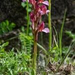 Anacamptis papilionacea Flor