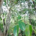 Pterocarpus officinalis葉