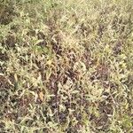 Cyathula uncinulata Blatt