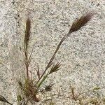 Bromus rubens অভ্যাস