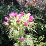 Carduus cephalanthus ফুল