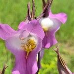 Eulophia cucullata Flor