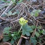 Potentilla canadensis Hábito