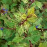 Ceratostigma willmottianum Blatt