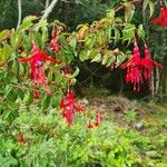 Fuchsia magellanica Floare