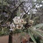 Pyrus salicifolia Blomma