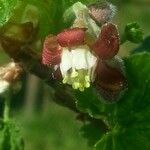 Ribes uva-crispa Fleur