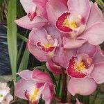 Cymbidium faberi Bloem