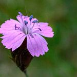 Dianthus carthusianorumFlower