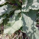 Salvia pratensis Leaf