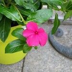 Catharanthus roseus (L.) G.DonBlüte