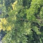 Afrocarpus gracilior Folha