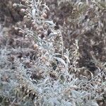 Artemisia absinthiumÕis