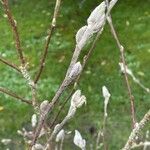 Salix discolor Blatt