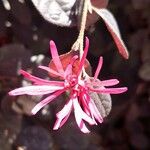 Loropetalum chinense Kvet