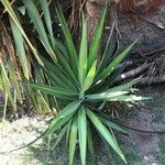 Yucca aloifoliaLeht