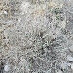 Echium angustifolium Агульны выгляд