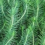 Pinus pinea Leaf