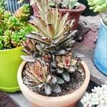 Kalanchoe tomentosa 葉