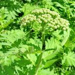 Achillea macrophylla Облик