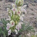 Salvia dominicaFlower