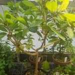 Solandra longiflora ᱛᱟᱦᱮᱸ