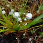 Eriocaulon aquaticum പുഷ്പം