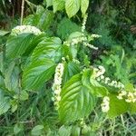 Gouania lupuloides Flor