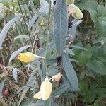 Crotalaria juncea Blad