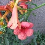 Campsis grandiflora Квітка
