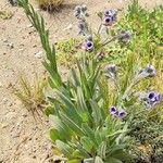 Cynoglossum creticum Habit