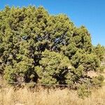 Juniperus osteosperma Hoja