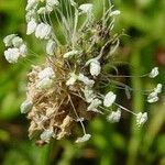 Plantago lanceolata Blüte