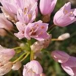 Allium roseum Çiçek