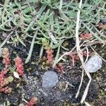 Crassula tillaea Leaf