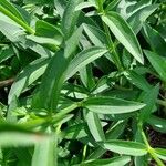 Saponaria officinalis Blad