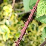 Rubus scaber Bark