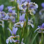 Iris spuria Blüte