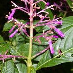 Palicourea angustifolia 花