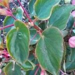 Begonia coccinea Hostoa