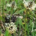 Plantago argentea Fleur