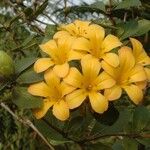 Rhododendron laetum Flor