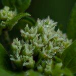 Chromolaena odorata Flower