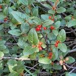 Shepherdia canadensis Ovoce